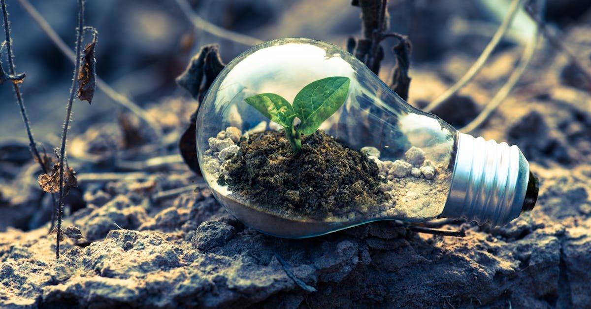 découvrez les enjeux et les solutions liées à la durabilité, un concept essentiel pour préserver notre planète. explorez des pratiques éco-responsables, des innovations vertes et des stratégies durables qui contribuent à un avenir meilleur pour les générations futures.