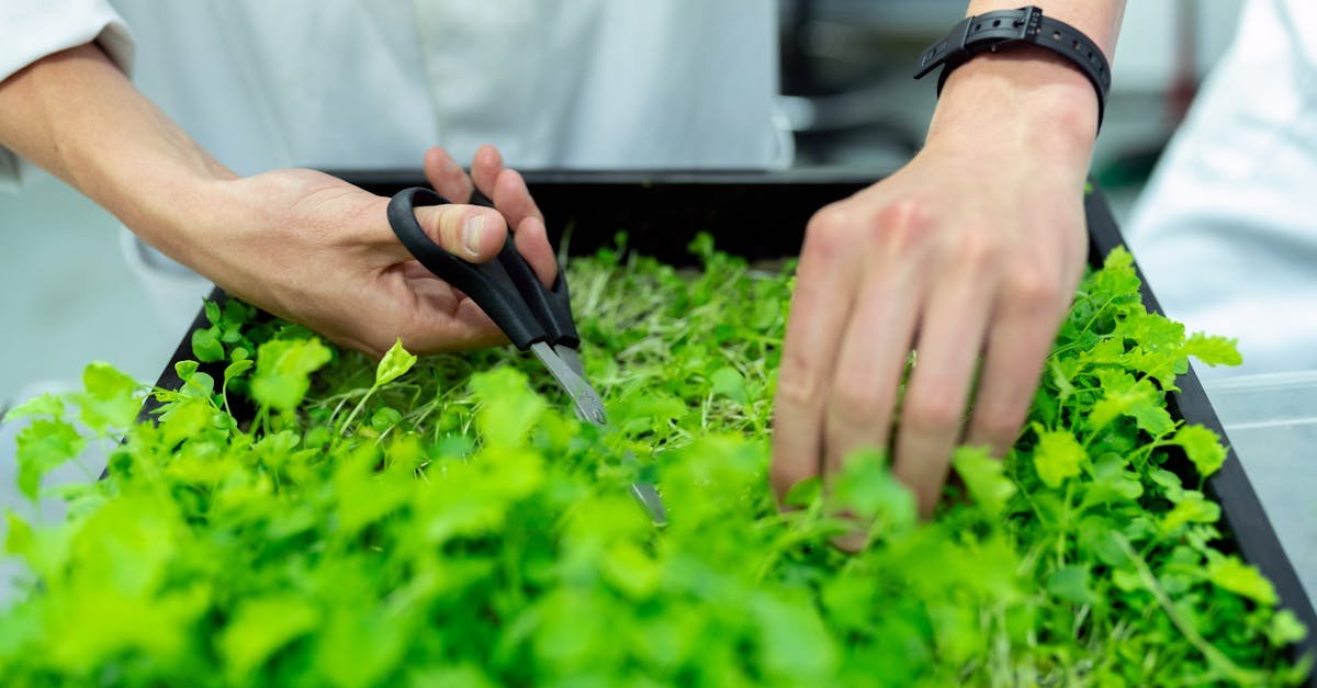 découvrez les principes de durabilité et d'écoresponsabilité essentiels pour préserver notre planète. apprenez comment adopter un mode de vie durable et contribuer à un avenir plus vert.